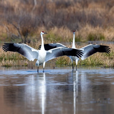 Cranes display wings by the water