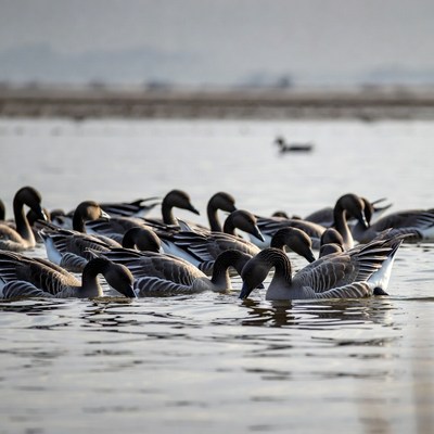 Flock of birds feeding in water