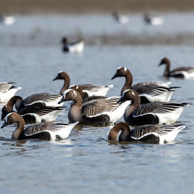 Ducks swimming in calm water