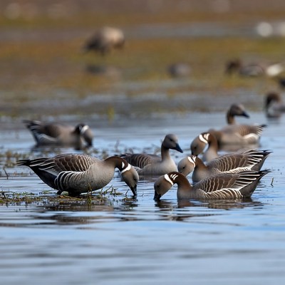 Ducks feeding in shallow water