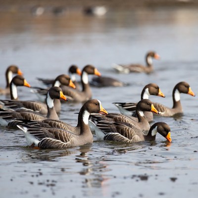 Geese swimming in a pond