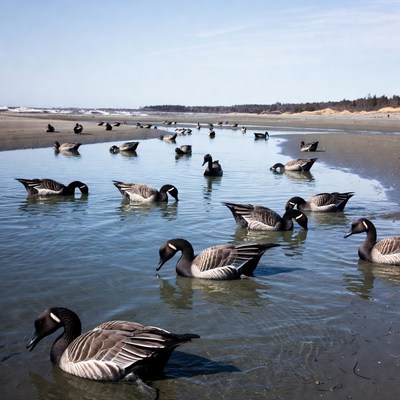 Geese wading in shallow water