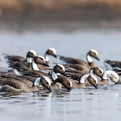 Ducks swimming in calm water