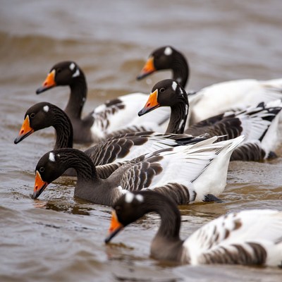 Group of ducks swimming in water