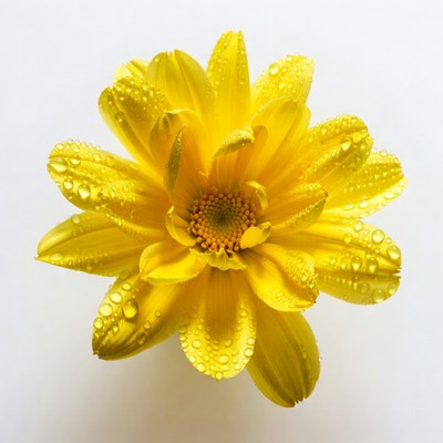 Yellow flower with water droplets