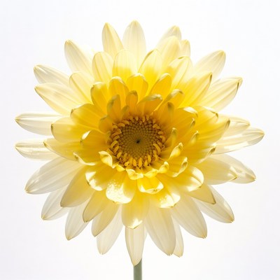 Bright yellow water lily flower bloom
