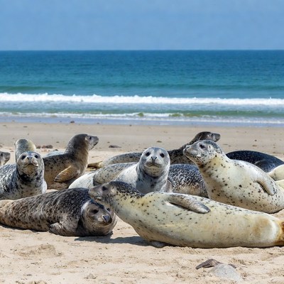 Seals resting on sandy beach