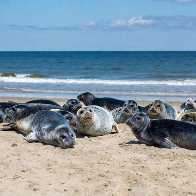 Seals resting on the beach