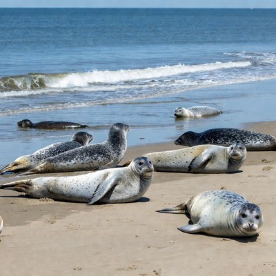 Seals resting on sandy beach