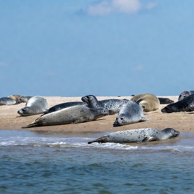Seals resting on a sandy beach