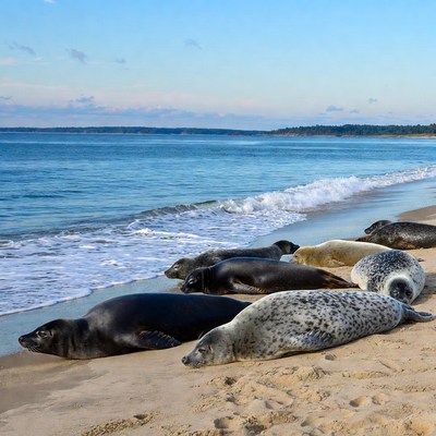 Seals resting on sandy beach