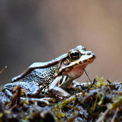 Frog sitting on muddy ground