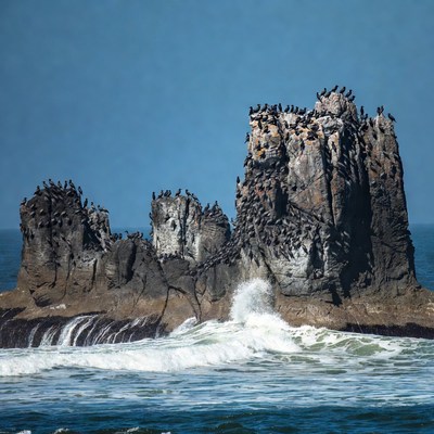 Birds gather on rocky coastline