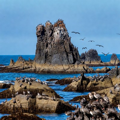Rocky coastline with birds gathered