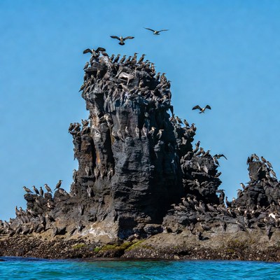 Birds gathered on rocky island