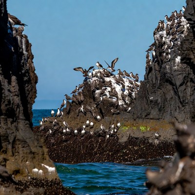 Birds resting on rocky shoreline near ocean
