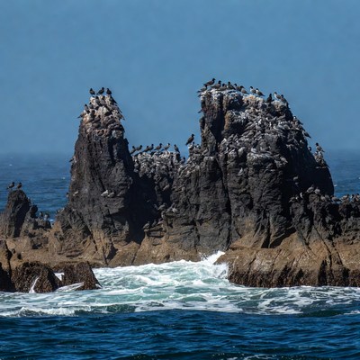 Birds gather on rocky shoreline near ocean