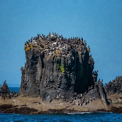 Birds on rocky island during day