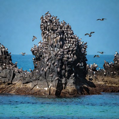 Birds gather on rocky island