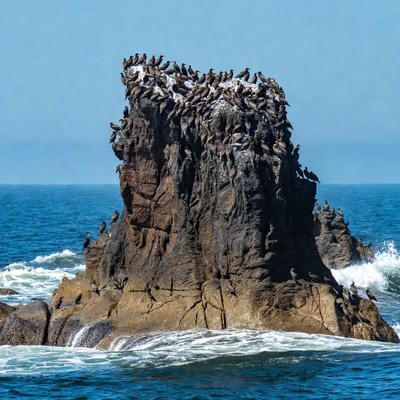 Birds resting on rock in ocean