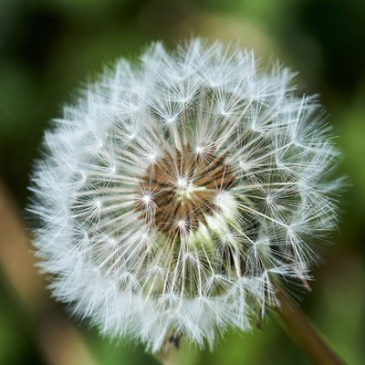 Dandelion puff in green background