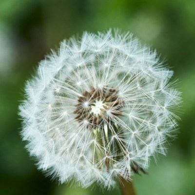 Dandelion seeds in close-up view