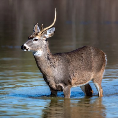 Deer wades through water in nature