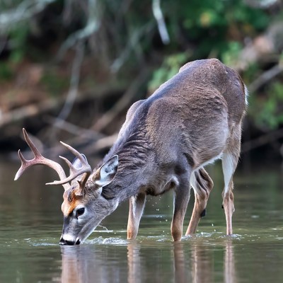 Deer drinking water at river