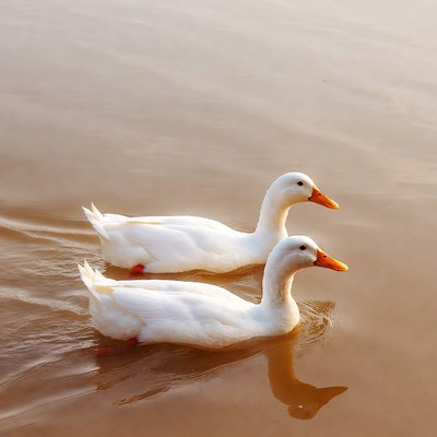 Ducks swimming in still water