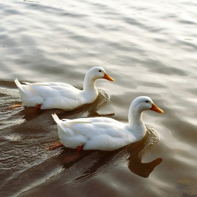 Ducks swimming in calm water