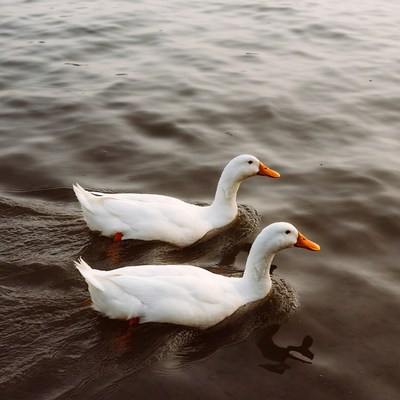 Ducks swimming in calm water