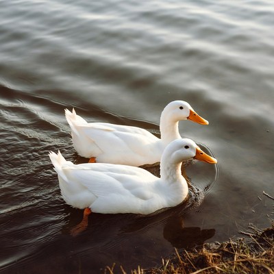 Ducks swimming near the shore in evening light