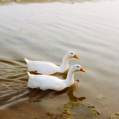 Ducks swimming in still water
