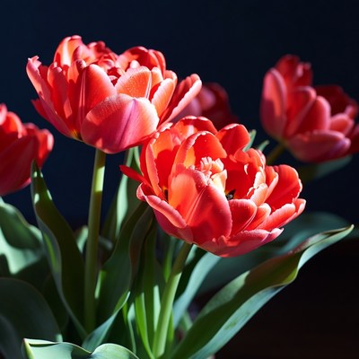 Bright red tulips in a vase