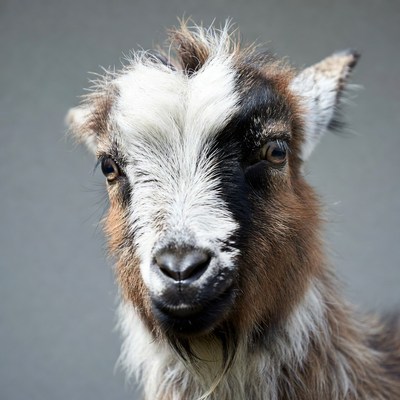 Goat in close-up shot on gray background
