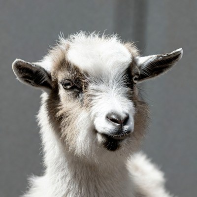 Goat faces camera on gray background