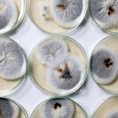 Observing mold growth on petri dishes