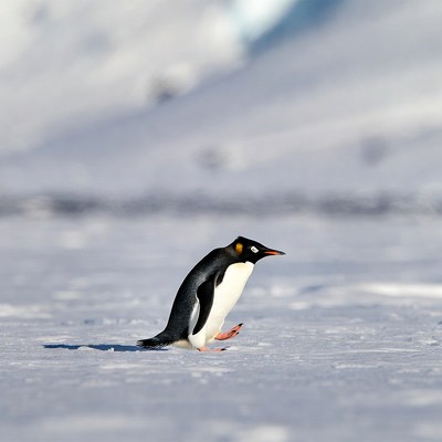 Penguin walking on snow in antarctica