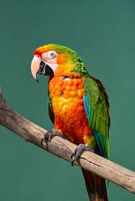 Colorful parrot on tree branch