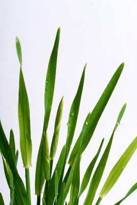 Green grass growing in sunlight