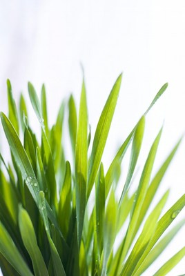 Fresh green grass growing indoors