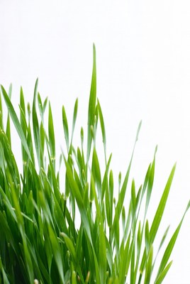 Fresh green grass growing indoors