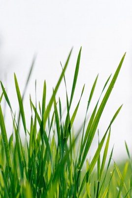 Green grass reaching up towards the sky