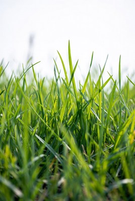 Green grass under bright sky