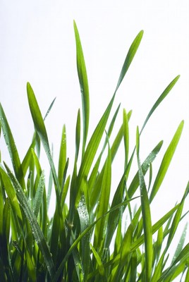 Fresh green grass in morning light