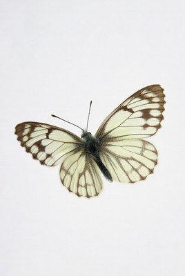 Butterfly resting on white surface