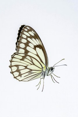 Butterfly on a plain background