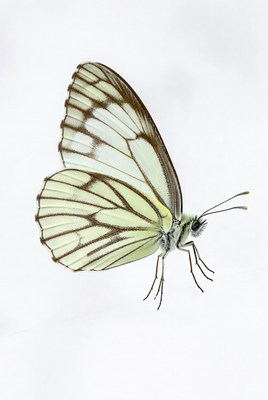 Butterfly resting on a white surface