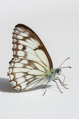 Butterfly resting on a surface