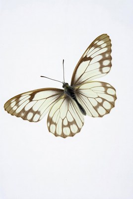 White butterfly with brown spots